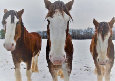 Horseback Riding Home Page Activities 1