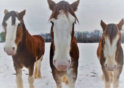 Horseback Riding Home Page Activities1