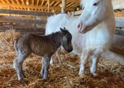 Mini Ponies