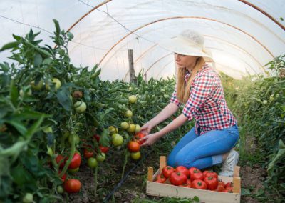 Tomato Picking